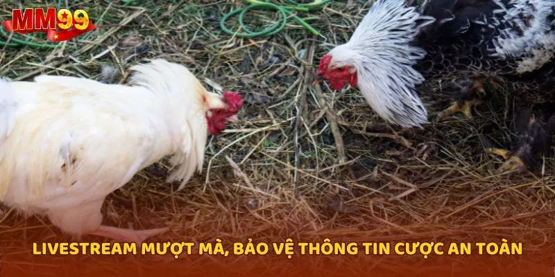 Livestream mượt mà, bảo vệ thông tin cược an toàn