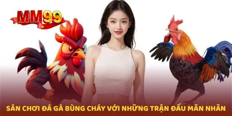 Sân chơi đá gà bùng cháy với những trận đấu mãn nhãn